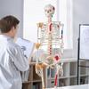 Human Skeleton Model for Anatomy, 71.65" Life Size, Accurate PVC Anatomy Skeleton Model with Ligaments, Movable Arms, Legs & Jaw, with Muscle Origin &