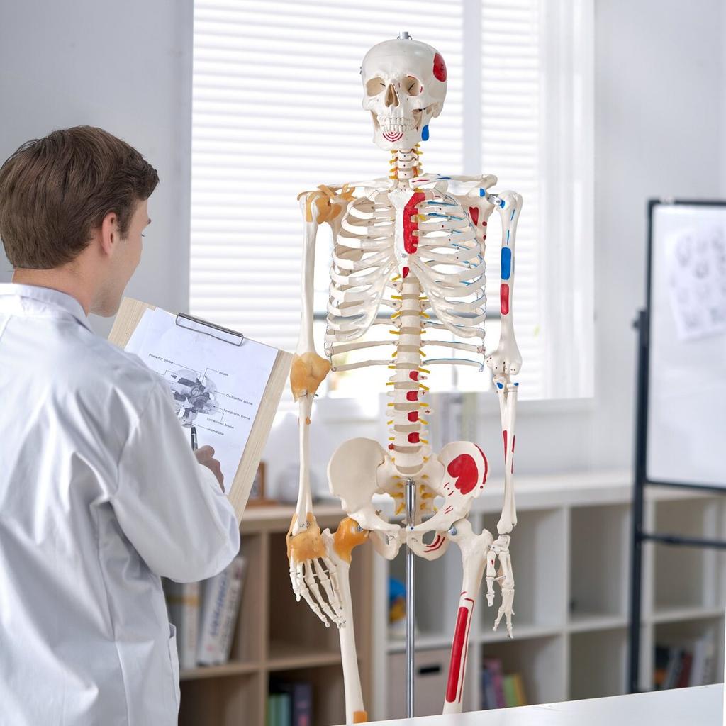 Human Skeleton Model for Anatomy, 71.65" Life Size, Accurate PVC Anatomy Skeleton Model with Ligaments, Movable Arms, Legs & Jaw, with Muscle Origin &