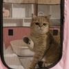 Zusammenklappbare Haustierbox für Katzen Hunde Tragbares Haustierzeltbett Sicherer Raum für Katze Geburt Geburtsbereich für Welpen und Kätzchen