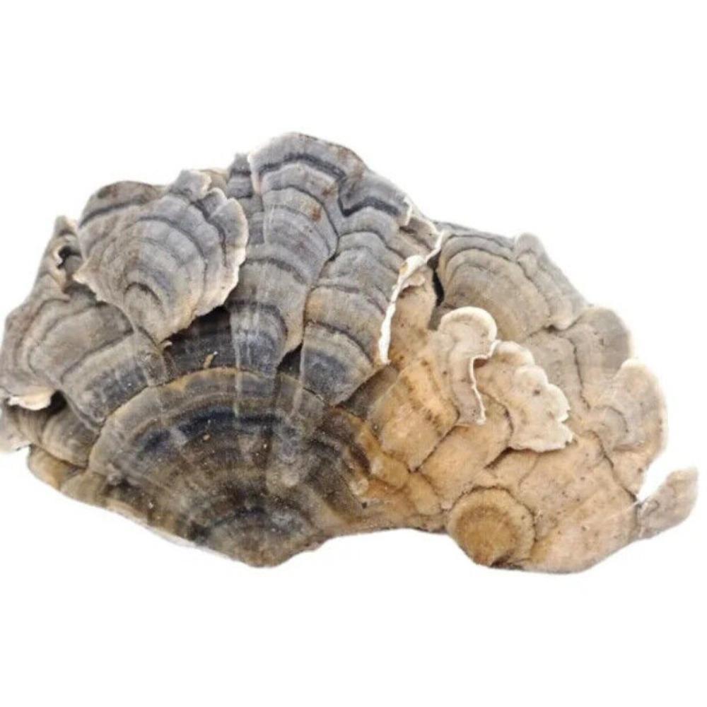 Organiczna herbata ziołowa z grzyba Turkey Tail Naturalne wsparcie energii 500g