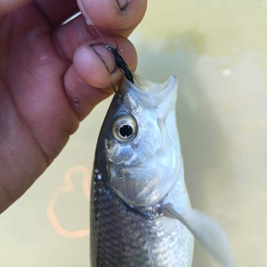 5Pcs/Box Artificial Insect Bait Lure Worm/Ant/Bee/Moth/Bug for Trout Fishing