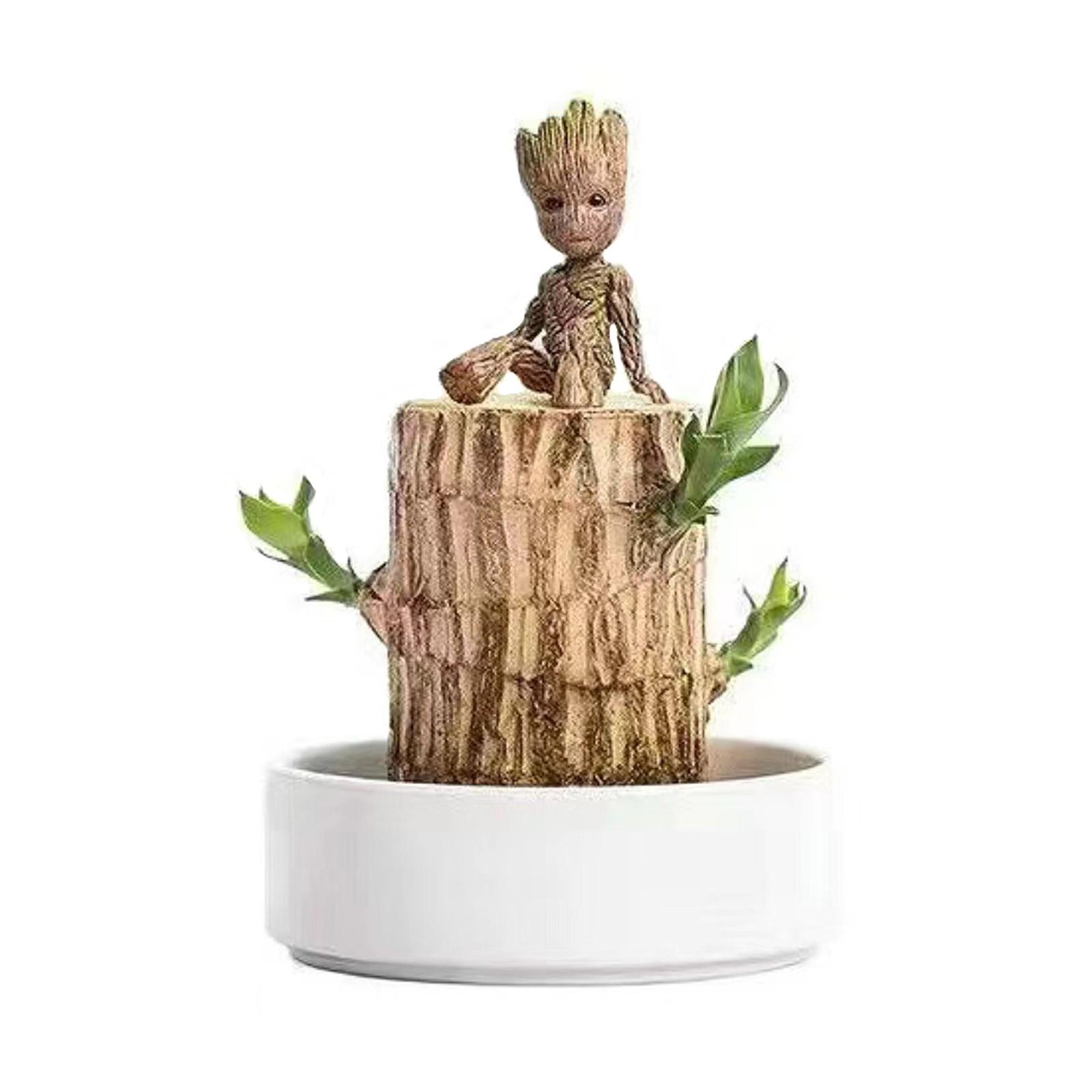 Бразильское дерево — прекрасное дерево, растущее в воде в течение четырех сезонов. Это простое в посадке растение, выращиваемое в воде в помещении. One Size