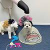 Curly Hair Curly Hair Dog Hats Soft Pet Headgear Cat Hairdressing Costume  Photography
