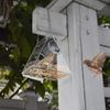 Großes Wildvogelfutterhaus Wasserdichte Vogelfutterstation Nahbeobachtung von Vögeln