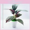 Simulated Elastica Ficus Goeppertia Makoyana Ficus Pandurata Plants Artificial