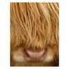 Peter Cairns Highland Cow Print