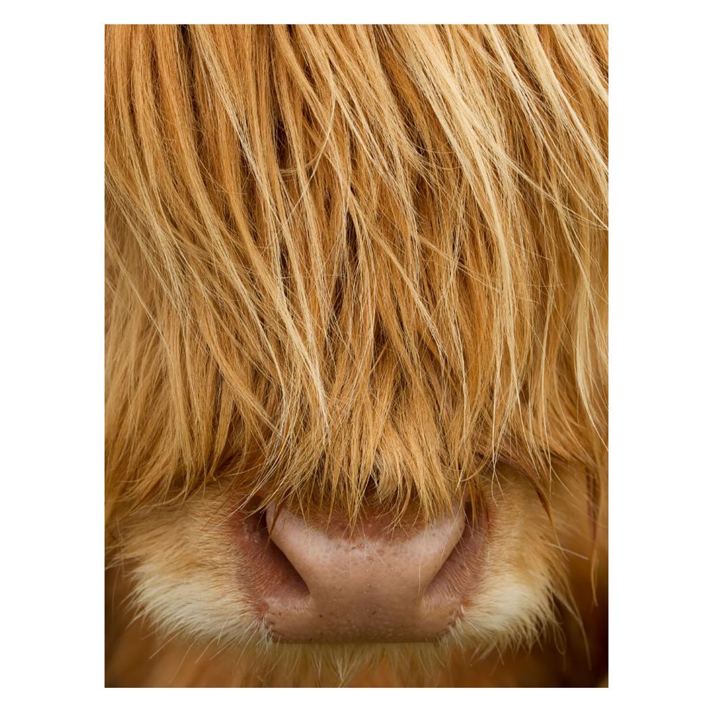 Peter Cairns Highland Cow Print