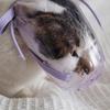 Cat Muzzle Cat Face Guard Mask for Grooming Breathable Transparent PVC Muzzle Large Size for Cats
