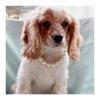 New pet necklace cat pearl collar teddy puppet ins photo pet accessories