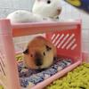 Hamster Bed House Bunk Bed Small Animal Warm Bed House Cage Nest Blanket Bed Small Pet House Animals Hamster