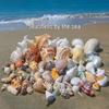 Handmade Natural Seashell Conch & Starfish Frame for DIY Fish Tank or Landscaping