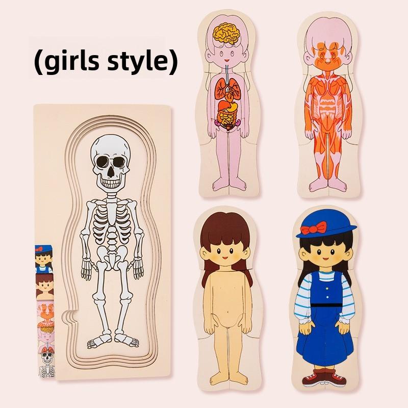 Organs Human Body Structure Jigsaw Puzzle Educational Toy For Kids Learning