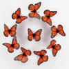 10 pezzi Adesivo Farfalla Monarca 3D Farfalle Finte per Artigianato Decorazione Murale Farfalla Artificiale per Casa Camera da Letto Festa di Matrimonio
