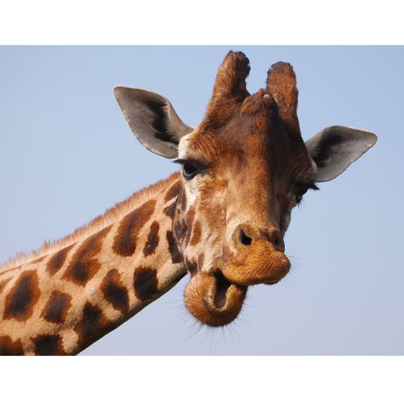 

DIY 5D алмазная живопись наборы для вышивки крестом полный круглый смолы горный хрусталь мозаика Алмазная вышивка животные жираф украшение дома Full Round 20x30CM