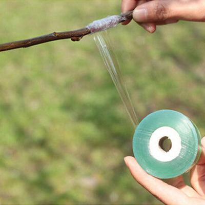 Stretching From Adhesive Tape Grafting Trees Landscape Planting Joints