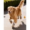 Double Buckle Winter Warm Dog Shoes For Medium And Large Dogs Outdoor Pet Booties