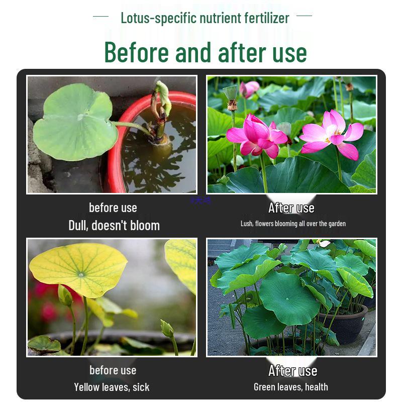 Lotus Nutrient Solution & Fertilizer for Hydroponic and Soil-Based Lotus Ponds and Bonsai Pots