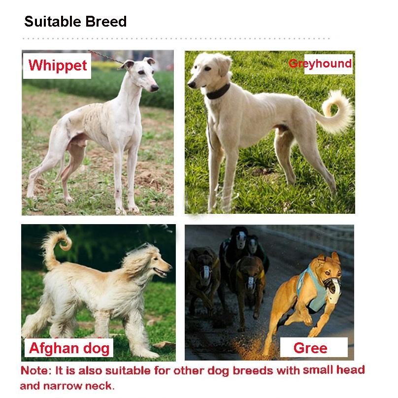 Pet Reflective Collar Leash Gree Greyhound Whippet Thin Dog Canvas Luminous Collar for Small/Medium/Large Dogs