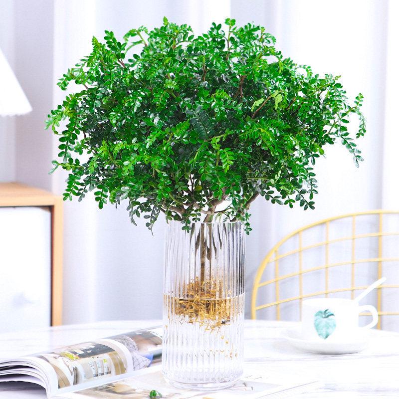 Hydroponic Fragrant Wood Indoor Plant | Insect & Mosquito Repellent | Evergreen Year-Round Desktop Decor