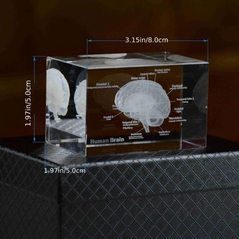 3D Lidský Anatomický Model Křišťálový Laserová Skulptura Mozku Krychle Těžítko Figurky Přemýšlení Lékařská Věda Dárek
