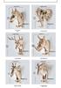 Deer Head Cartoon Wall Hook - New Creative Punch-Free Design for Home Decoration