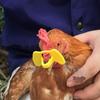 Lunettes de poulet: Lunettes Anti-Picage Sans Bouchon pour l'Élevage et la Protection des Poulets
