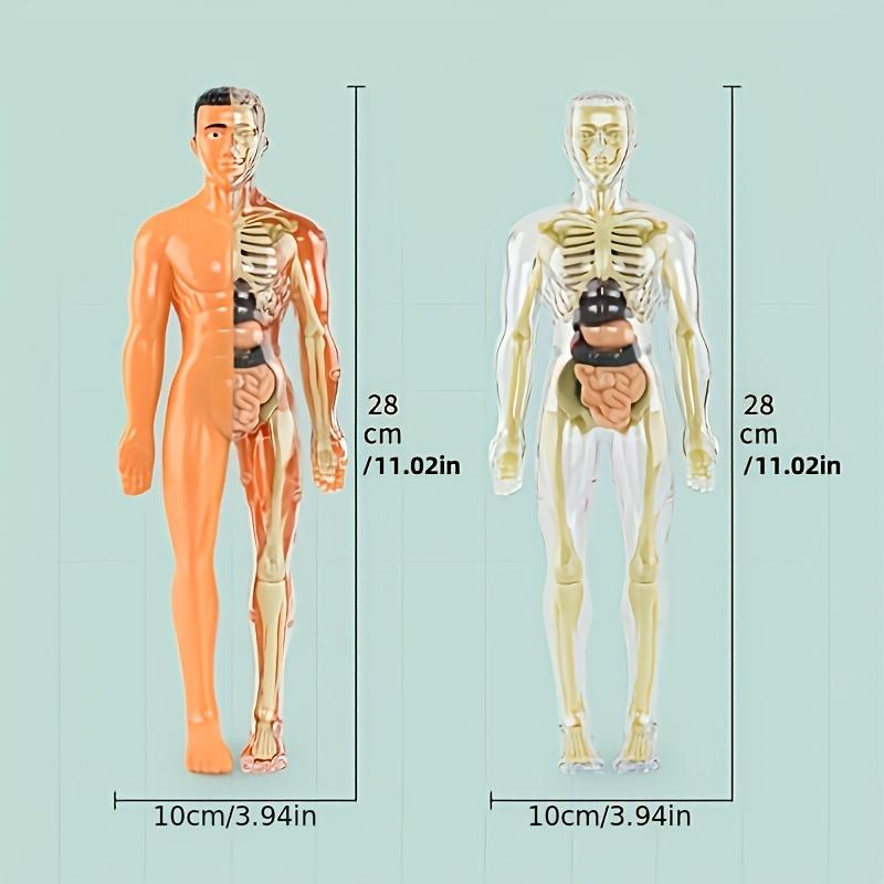1 Set Human Anatomy Model Set - Removable Skeleton and Full Torso -Skeleton Model Kit with Removable Organs