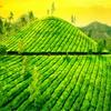 104g Top Grade Dahongpao Oolong Tea China Da Hong Pao Black Tea Advanced Organic
