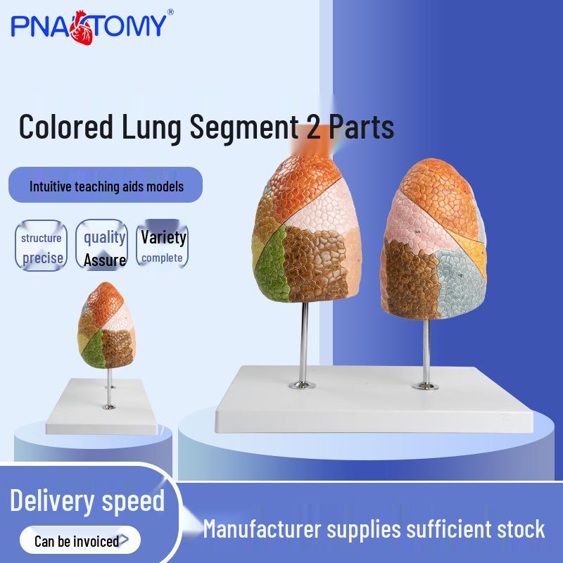 Color-coded Anatomical Lung Segment Model with Internal Organ Sections 33x23x31 cm
