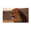 Modern Wildlife Brown Lion Canvas Painting Posters and Prints On the Wall Art Pictures for Living Room Home Decorat