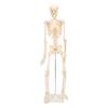 Human Skeletal Model ABS Human Bone Model with Detachable Function Simulation for Anatomy and Research