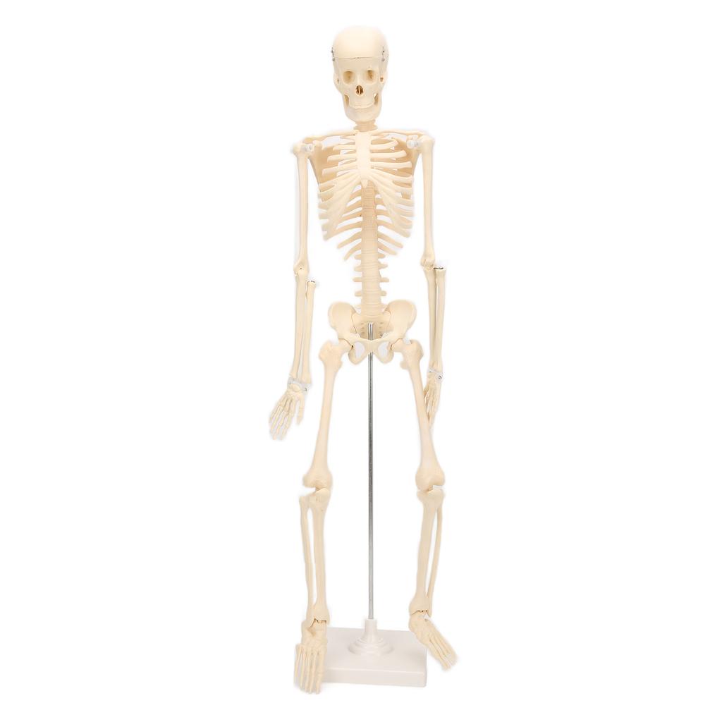 Human Skeletal Model ABS Human Bone Model with Detachable Function Simulation for Anatomy and Research