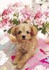 108-piece Jigsaw Puzzle: Cute Animals Collection Dog, Pretty Poodle (18.2 X 25.7 Cm)