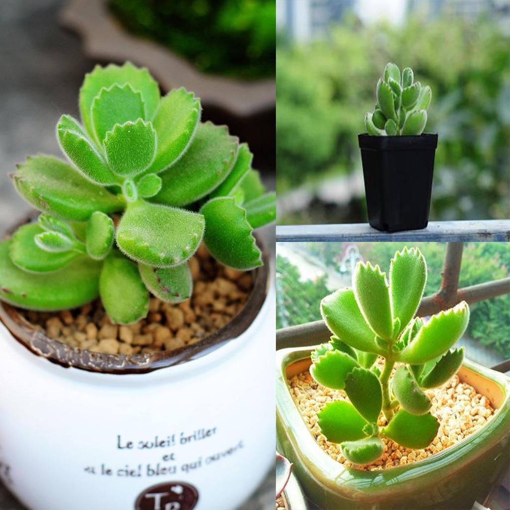 Bllue 20 PCS Brentatze Sukkulenten Kaktus Cotyledon Tomentosa Samen  gnstig kaufen  Preis, kostenloser Versand, echte Bewertungen mit Fotos   Joom