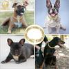 Hundekæde Halsbånd Luksus Guld Kæledyr Metal Kæde Halsbånd Til Små Mellemstore Store Hunde Katte Kæledyr Smykker Halskæde Tilbehør