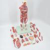 Huga Detachable Human Muscle & Organ Anatomy Model