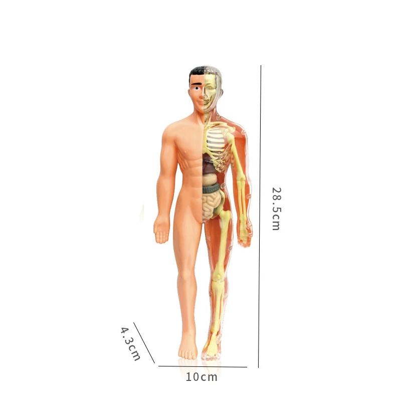 Photos - Other School Supplies Human Torso Body Model Anatomy Anatomical Medical Internal Organs For Teaching