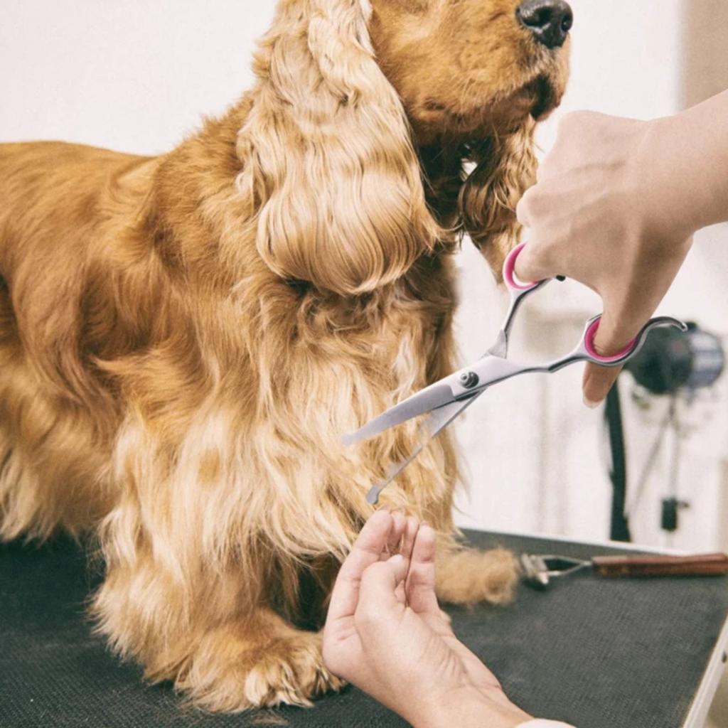 3KS Profesionální sada nůžek na stříhání psů Bezpečnostní sada strojků s kulatou hlavou Pro stříhání a zastřihování kočičí a psí srsti Pet Zakřivené nůžky