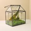 Glass Terrarium Micro-Landscape: Moss Ecological Green Plant Box & Reptile Rainforest Tank