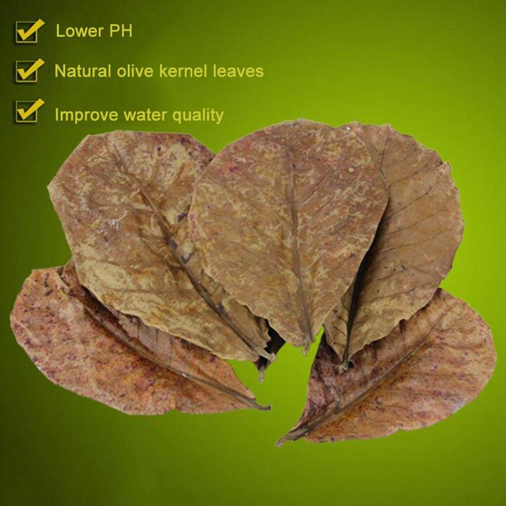 Fish Cleaning Acid Effect Fish Treatment Terminalia Leaves Aquarium Tank Decor Terminalia Leaves