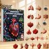 Human Body Model Set Anatomical Calendar 24-Day Anatomy Advent Set 2026 Organ Ornament Medical Student