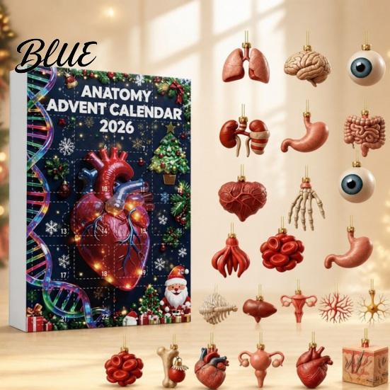 Human Body Model Set Anatomical Calendar 24-Day Anatomy Advent Set 2026 Organ Ornament Medical Student