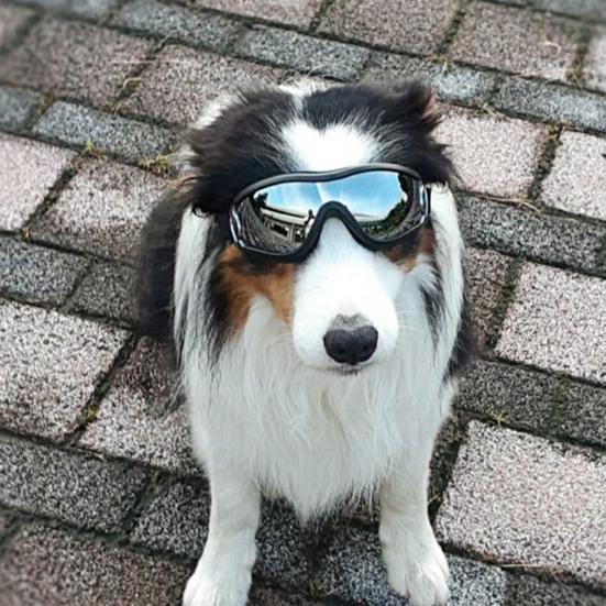 Wasserdichte Hundebrille Sonnenbrille Anti-UV-Schutz Augen Sonnenbrille Haustierbedarf