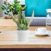 20 Pcs Simulated Succulents Fresh Style Design Plants Decorative Artificial Potted Fake DIY Simulation Mini Decorations Pe