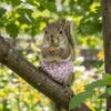 Absorbent Squirrel Diapers Adjustable Small Pet Diapers Potty Training Underwear  Rat