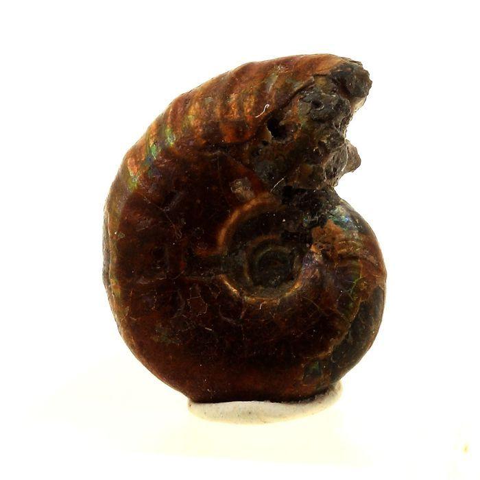 Pierres et Minéraux. Ammonite Fossile Desmoceras nacrée. 15.0 ct. Bully, Seine-Maritime, France..
