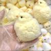 Handmade Chick Press S Ultra Plush Squishy Fidgeting S Silicone Squishies S For Stress Ease For Kids Good Gift