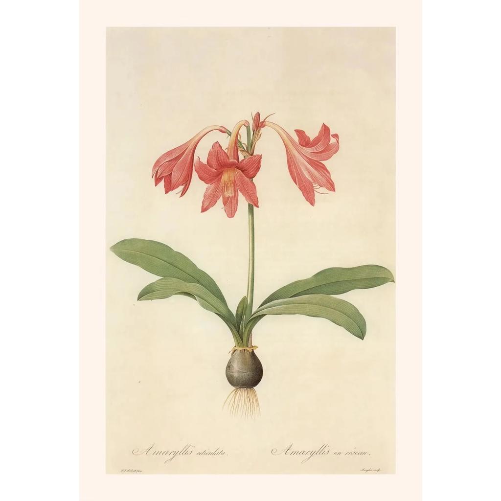 Pósters y Grabados Botánicos Vintage Color Melocotón Lirio de Barbados Crinum Pintura sobre Lienzo Arte de Pared Imagen para Decoración de Habitación Oficina