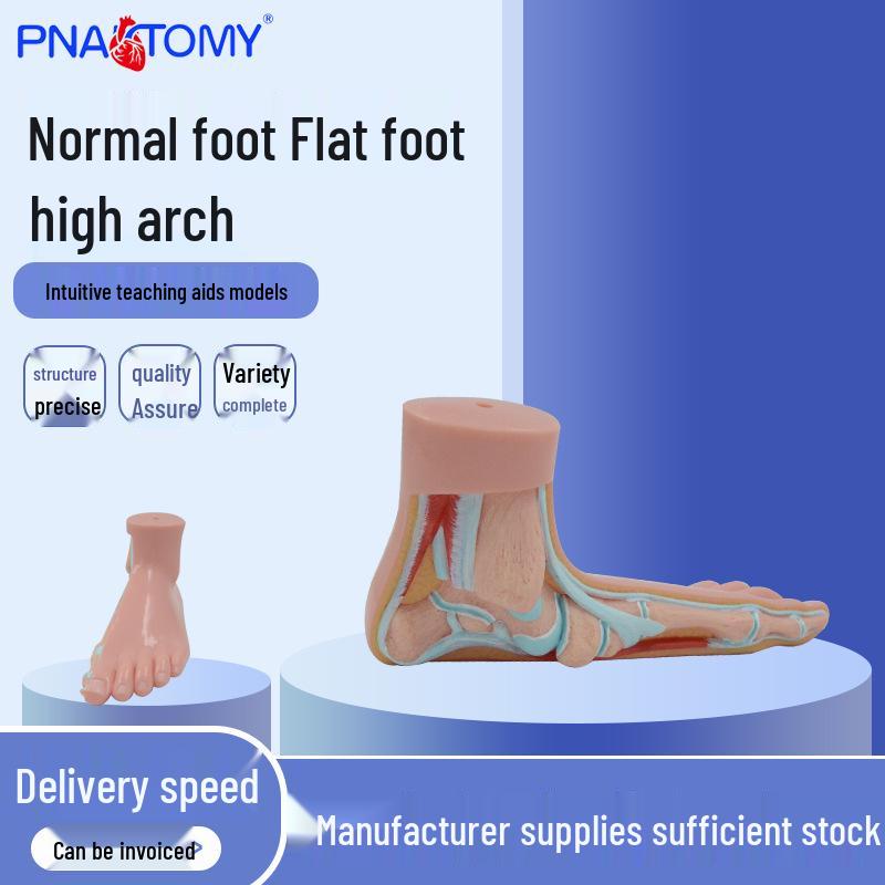 PNT-1727B Multi-Arch Foot Anatomical Model Resin