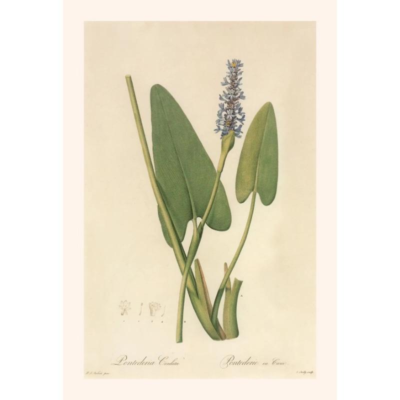 Vintage Botanical Posters Canvas Painting And Prints Classic Wall Art Picture for Living Room Office Home Decor Frameless Gift